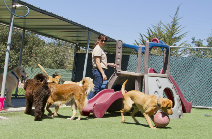 Dog Daycare, Boarding & Grooming Franchise-Very Profitable and Growing