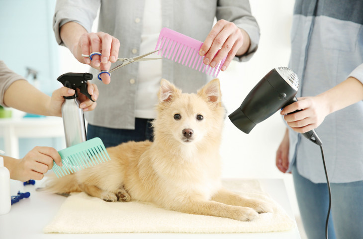 Exceptional Pet Grooming Salon For Sale